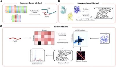 Quantitative approaches for decoding the specificity of the human T cell repertoire